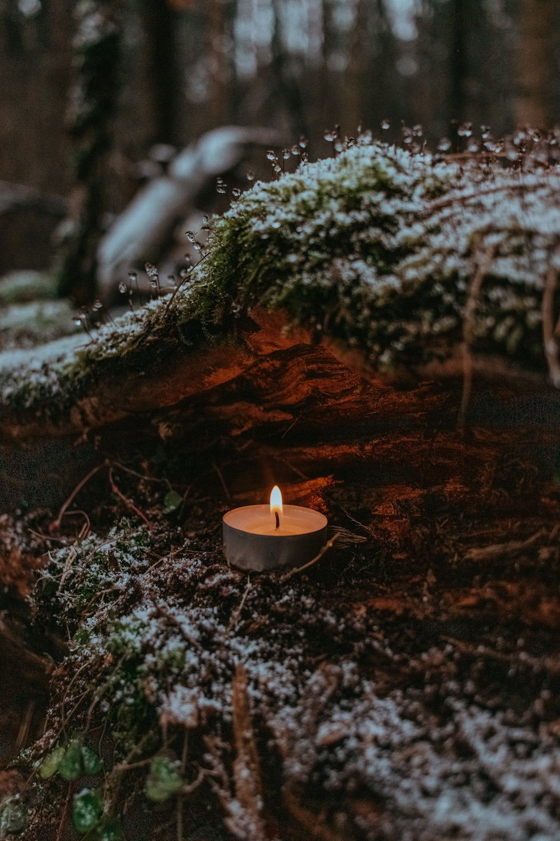 a lit candle sitting in the middle of a forest